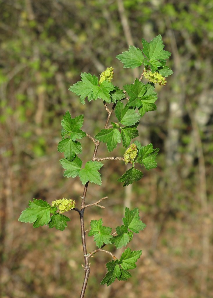 Ribes alpinum